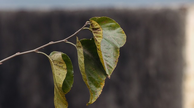 Comment j’essaie d’élever des enfants soucieux de l’environnement